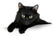 black Cat with white banner