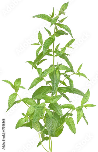 Photo: Mint Mint