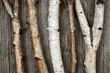 Birch trunks