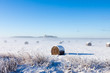 Bales of hay laying in snow