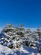 Tannen im Schnee
