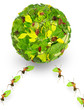 ants