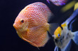 Discus fish, red Symphysodon Discus in aquarium.