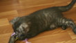 Kitten playing with feathered stick.
