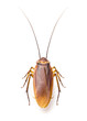 Close up cockroach isolated on white