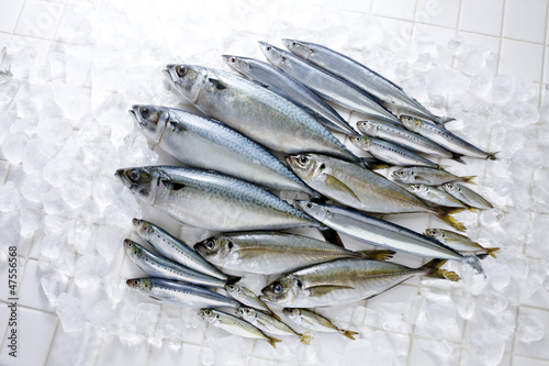 Photo: 鮮魚 鮮魚