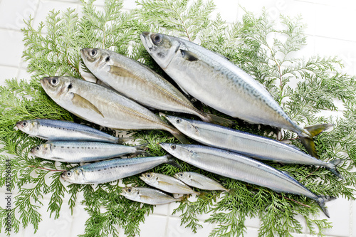 Photo: 鮮魚 鮮魚