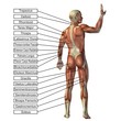 High resolution conceptual 3D human anatomy and muscle isolated