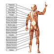 High resolution conceptual 3D human anatomy and muscle isolated