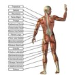High resolution conceptual 3D human anatomy and muscle isolated