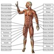 High resolution conceptual 3D human anatomy and muscle isolated