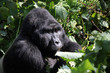 Silverback gorilla- Uganda