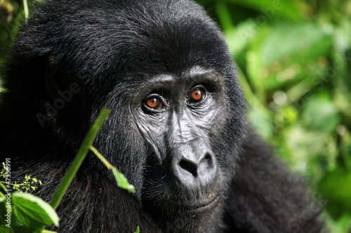 Photo: Mountain Gorilla - Bwindi Uganda Mountain Gorilla - Bwindi Uganda