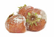 Rotten mouldy strawberries on a white background