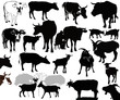 Vector: Cow goat animals calf isolated white background vector Cow goat animals calf isolated white background vector
