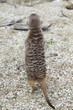 suricate 6