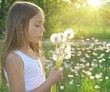 Summer wishes