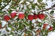 Apfelbaum im Schnee