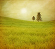 Trees in a shining field