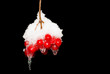 Berry guelder-rose red with snow