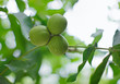 Photo: Three walnuts growing on a tree Three walnuts growing on a tree