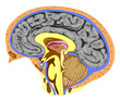 Anatomy of the brain (side view)
