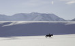 winteridylle mit reiter