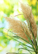 reeds on green background