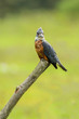 Ringed Kingfisher (Megaceryle torquata)
