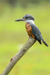 Ringed Kingfisher (Megaceryle torquata)
