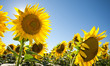 Photo: Provence - Champ de Tournesols 10 Provence - Champ de Tournesols 10