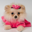 Puppy in the dress in studio