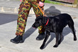 Foto: Military Dog Military Dog