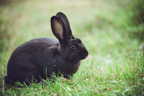 Photo: Cute bunny enjoys the garden Cute bunny enjoys the garden