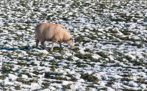 Photo: One grazing sheep in a snowy meadow One grazing sheep in a snowy meadow