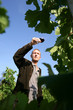 man walking in a vineyard and testing wine