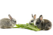 Three bunny and a vegetable leaf