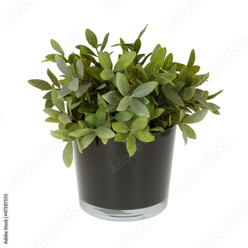 Photo: Plastic plant in a flowerpot Plastic plant in a flowerpot