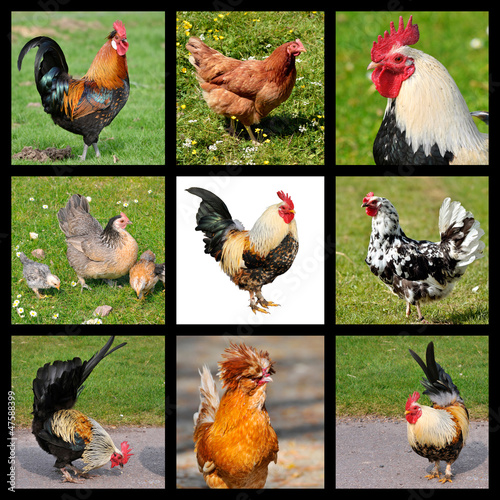 Photo: Nine photos mosaic of roosters and hens Nine photos mosaic of roosters and hens