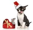 Devon Rex kitten in Santa Christmas red hat