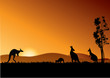 australia kangaroos