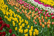 holland tulips field