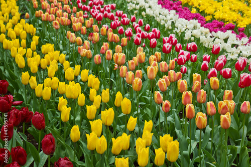 Photo: holland tulips field holland tulips field