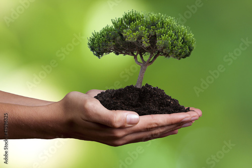 Photo: mano con árbol joven mano con árbol joven