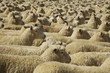 Penned up Flock of Sheep