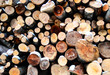 Stacked wood logs