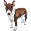 vector cartoon  Bull Terrier Dog breed in black and tan