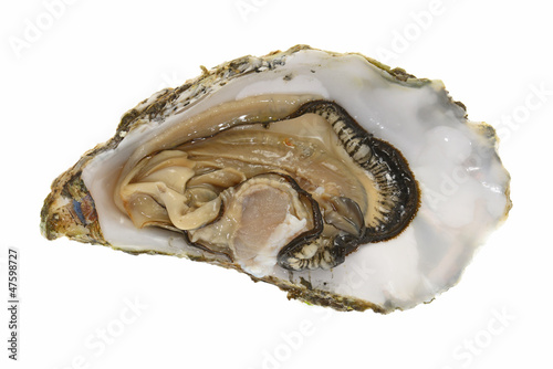 Photo: Fresh Oyster Fresh Oyster