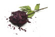 dry broken rose