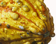 An Orange and Yellow Ornamental Gourd with Dewdrops